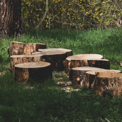 Brown tree stumps on green grass. Learn the environmental impact of book publishing with Publish Your Purpose. Photo: Artur Łuczka