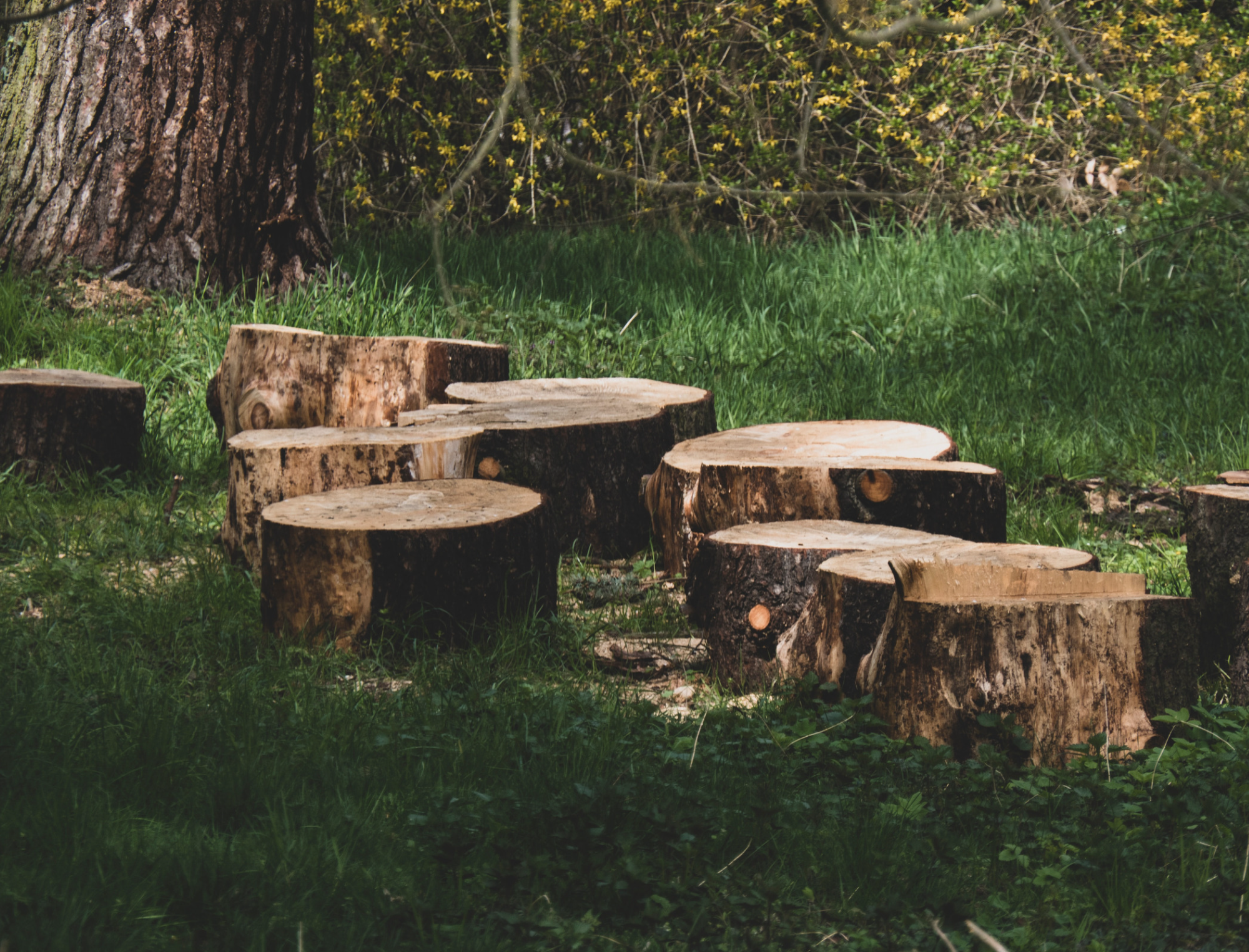 Brown tree stumps on green grass. Learn the environmental impact of book publishing with Publish Your Purpose. Photo: Artur Łuczka